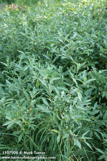 Salix drummondiana