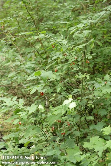 Euonymus occidentalis
