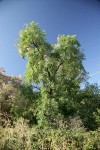 Northern California Black Walnut