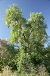 Northern California Black Walnut