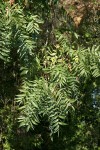 Northern California Black Walnut foliage & nut