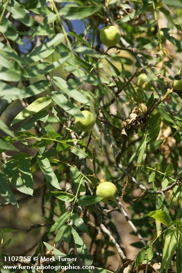 Juglans hindsii