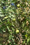 Northern California Black Walnut foliage & nuts