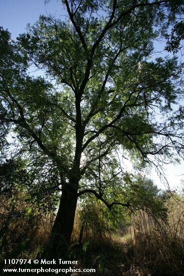 Juglans hindsii