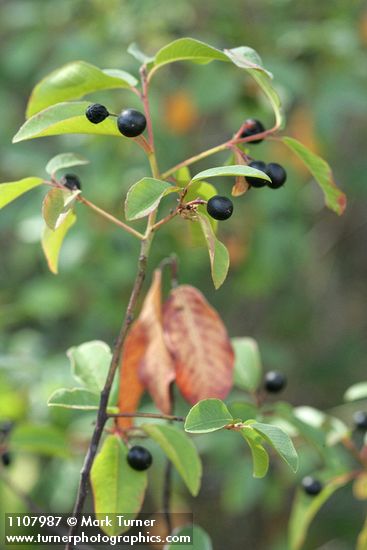 Frangula californica ssp. occidentalis