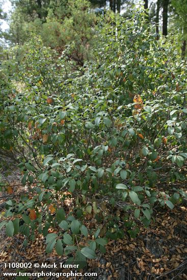 Frangula californica ssp. occidentalis