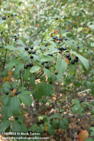 Frangula californica ssp. occidentalis