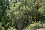 Canyon Live Oak
