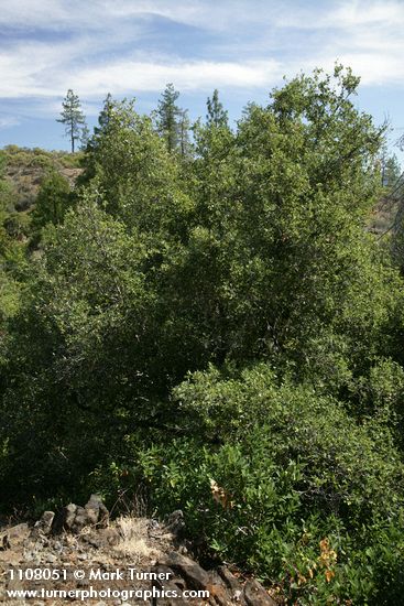 Quercus chrysolepis