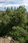 Canyon Live Oak