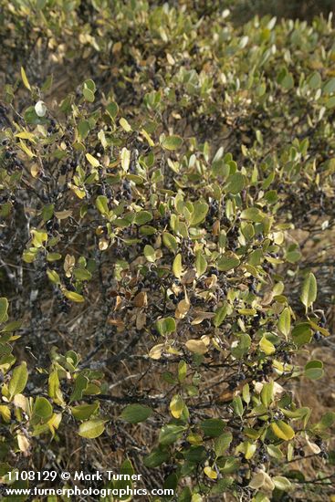 Garrya buxifolia