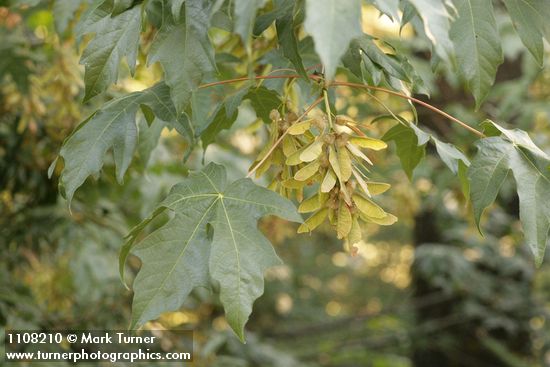 Acer macrophyllum