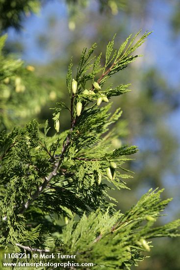 Calocedrus decurrens