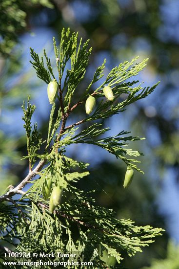 Calocedrus decurrens