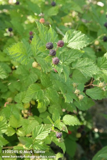 Rubus leucodermis