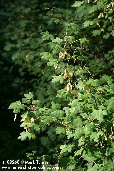 Acer glabrum var. torreyi