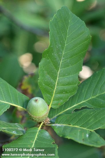 Quercus sadleriana