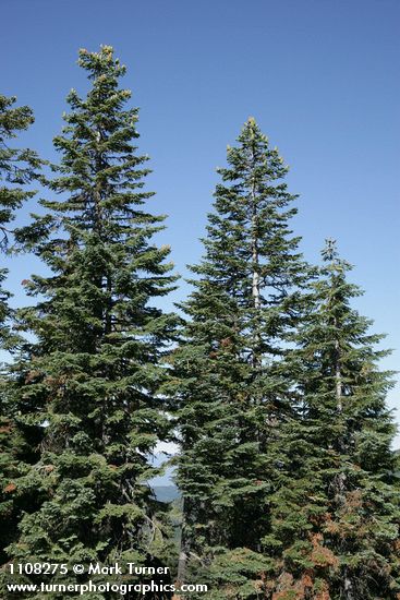 Abies ×shastensis