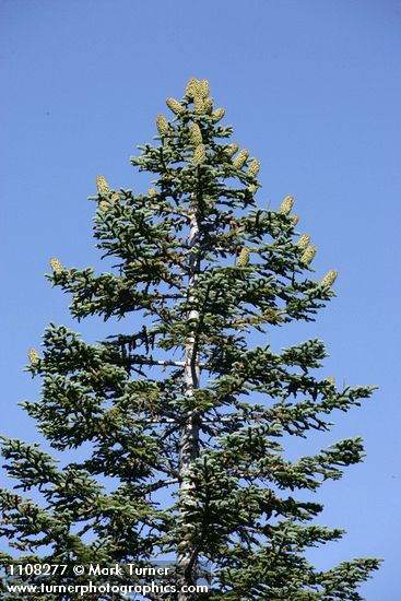 Abies ×shastensis