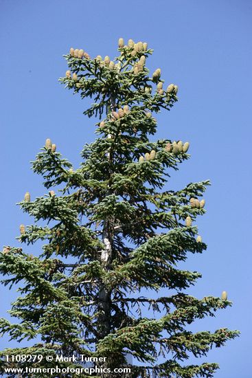 Abies ×shastensis