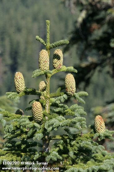Abies ×shastensis