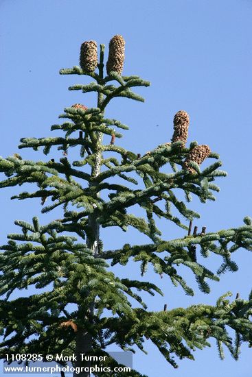 Abies ×shastensis