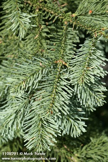 Abies ×shastensis