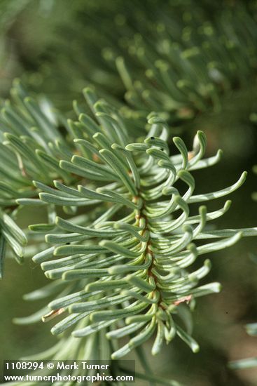 Abies ×shastensis