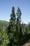 Brewer Spruces
