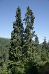 Brewer Spruces