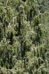 Brewer Spruce boughs