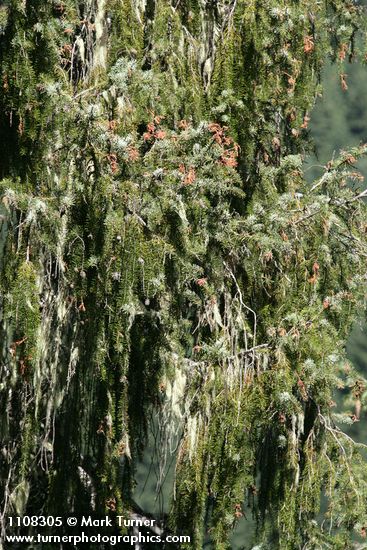 Picea breweriana