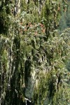 Brewer Spruce boughs