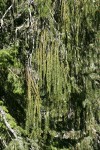 Brewer Spruce boughs