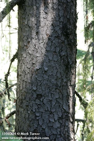 Picea breweriana