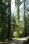 Sugar Pines at edge of forest road
