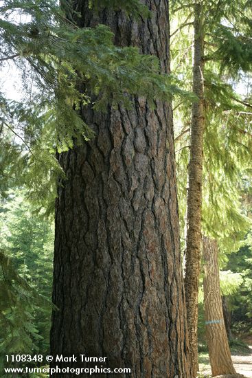 Pinus lambertiana