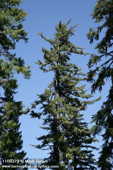 Pinus lambertiana