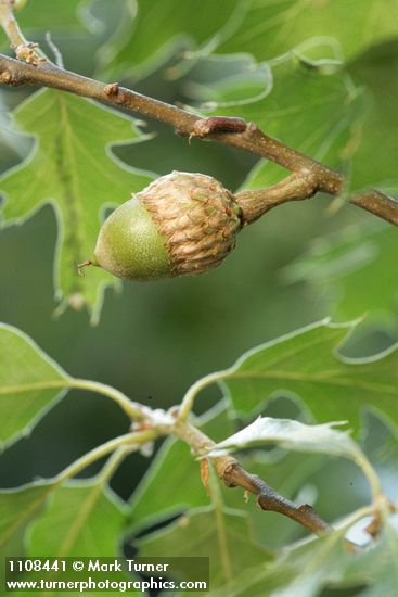 Quercus kelloggii