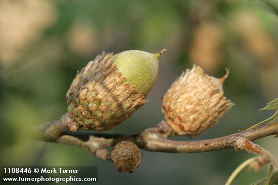 Quercus kelloggii