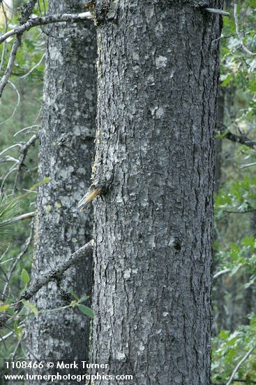 Pinus attenuata