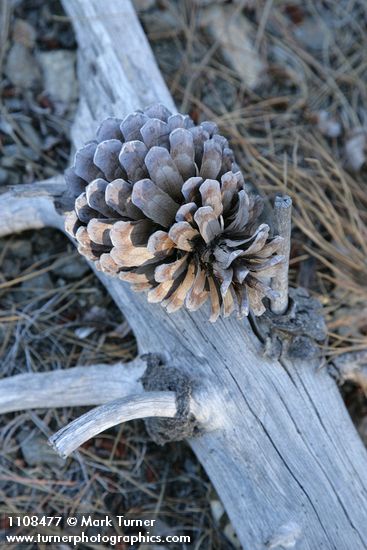 Pinus attenuata