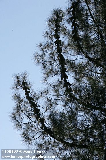 Pinus attenuata