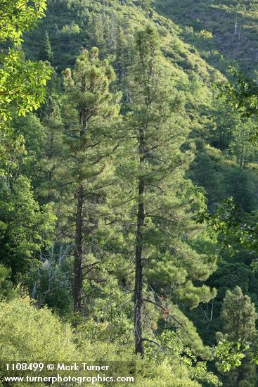 Pinus attenuata