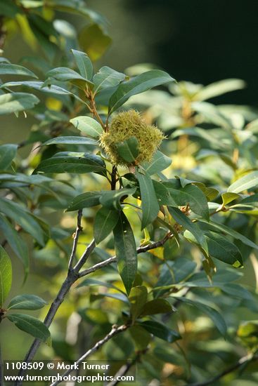 Chrysolepis chrysophylla