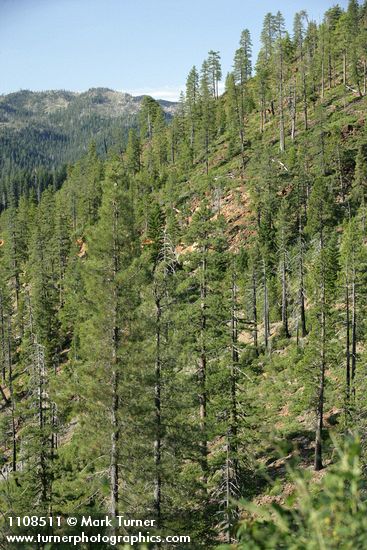 Pinus attenuata