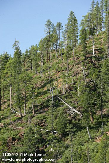 Pinus attenuata