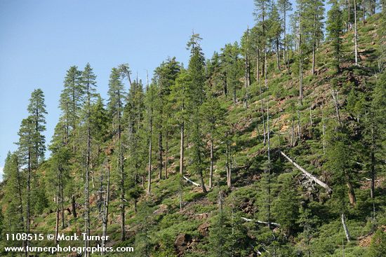 Pinus attenuata