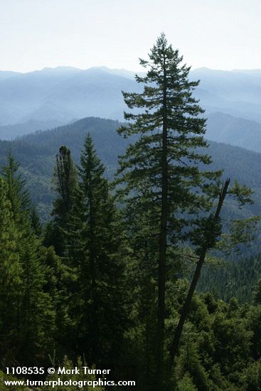 Pseudotsuga menziesii; Pinus ponderosa; Pinus attenuata