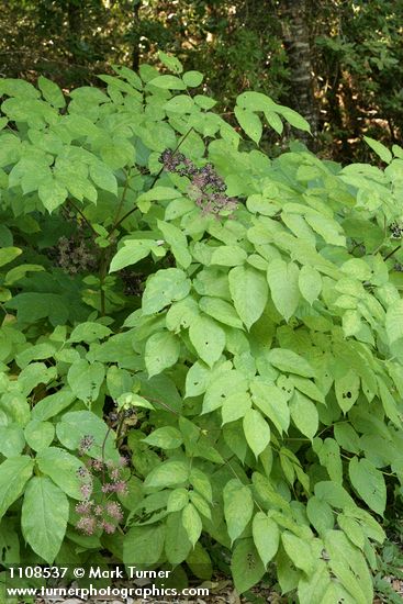 Aralia californica